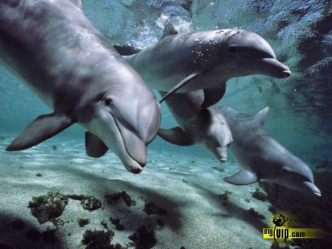 delfinecskek.jpg